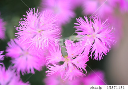 ナデシコ 15871181