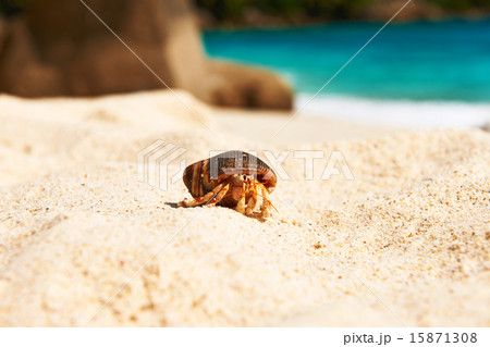 Hermit crab at beach Hermit crab at beach 15871308