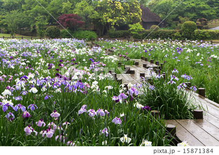 菖蒲 菖蒲 15871384