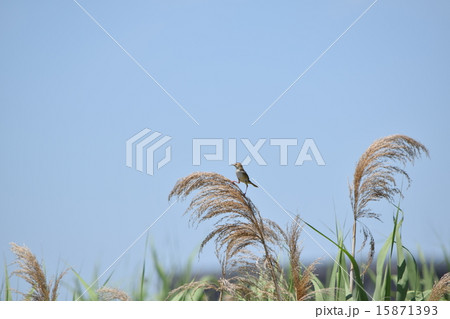 青空の中のセッカ 青空の中のセッカ 15871393