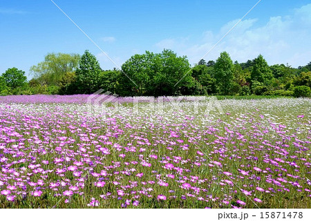 清水公園 花ファンタジア「アグロステンマ(ムギナデシコ)」(5月) 清水公園 花ファンタジア「アグロステンマ(ムギナデシコ)」(5月) 15871478