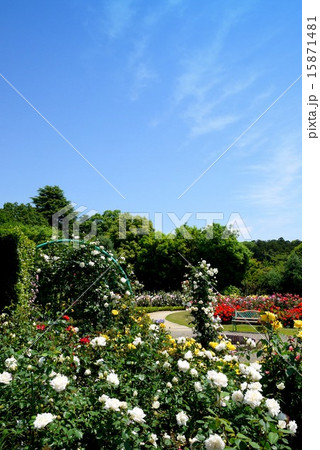清水公園 花ファンタジアのバラ(5月) 清水公園 花ファンタジアのバラ(5月) 15871481