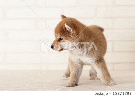 横を向く柴犬の写真素材