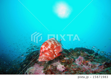 アザハタ アザハタ 15871983