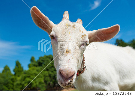 青空とヤギ 青空とヤギ 15872248