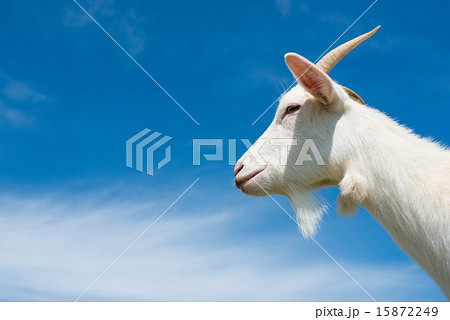 青空とヤギ 青空とヤギ 15872249