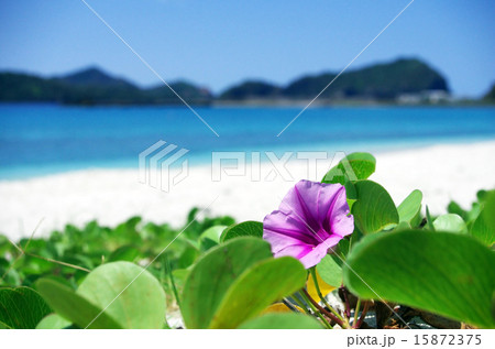 ヒルガオ(植物)と大村海岸の風景(父島) ヒルガオ(植物)と大村海岸の風景(父島) 15872375