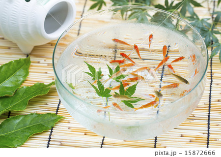 金魚 15872666