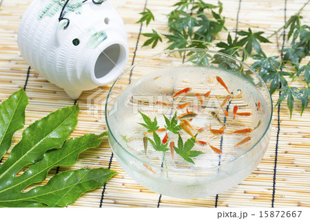 金魚 15872667
