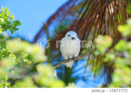 フランス領ポリネシア　ランギロア環礁　ブルーラグーンのシロアジサシ４ 15872772