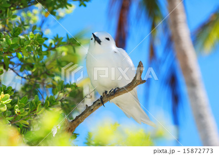 フランス領ポリネシア　ランギロア環礁　ブルーラグーンのシロアジサシ５ 15872773