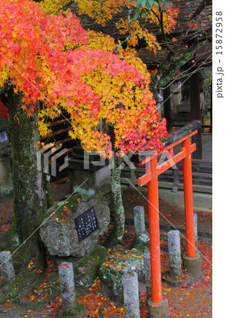 東大寺　手向山八幡宮の紅葉 15872958