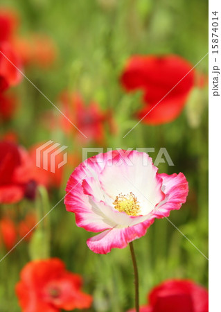 ポピー ポピー 15874014