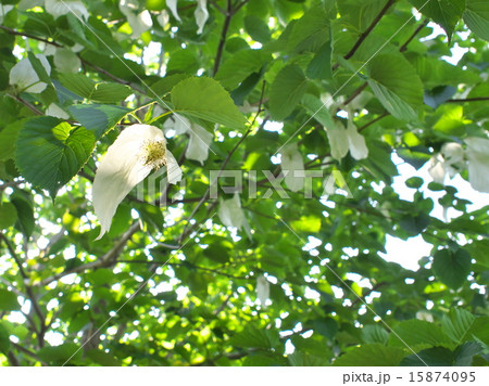 ハンカチの木 15874095
