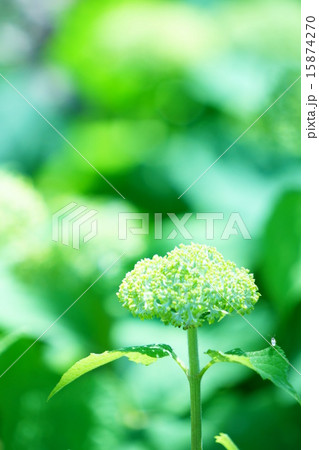 アジサイ 15874270