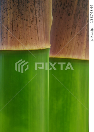 青竹 青竹 15874344