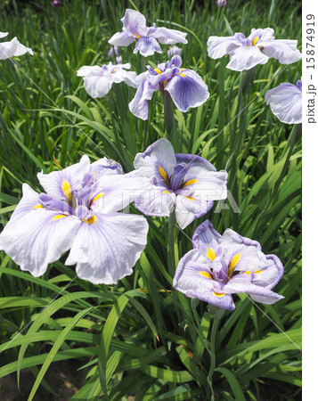 しょうぶ（蛇の目傘） 15874919