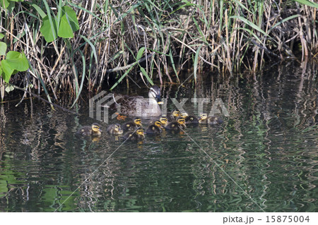 カルガモの親子 15875004