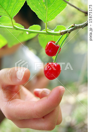 サクランボ狩りイメージ 15875175