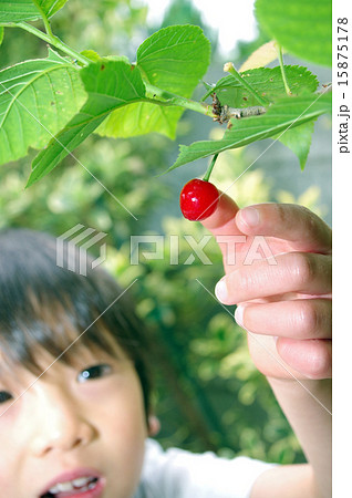 サクランボ狩りイメージ 15875178