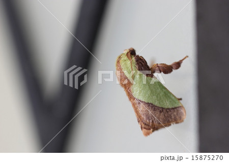 ヒロヘリアオイラガ０５ 15875270