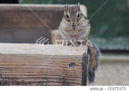 かわいいリス 15875373