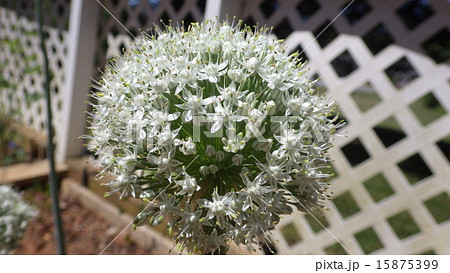 たまねぎの花の写真素材