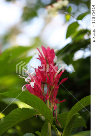 メガスケパスマ・エリトロクラミスの花 15875414