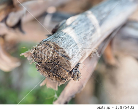 umber, stump umber, stump 15875432