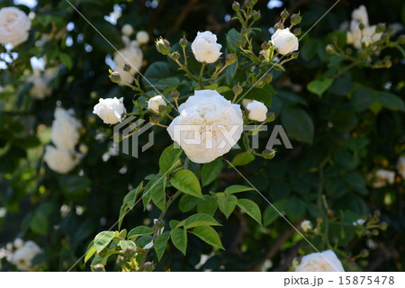 ロング・ジョン・シルバー ロング・ジョン・シルバー 15875478