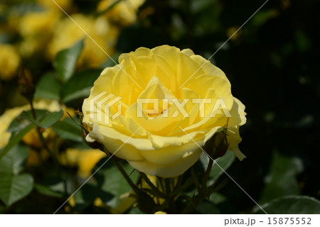 伊豆の踊子 伊豆の踊子 15875552