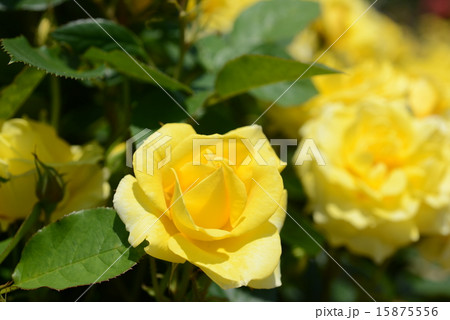 伊豆の踊子 15875556