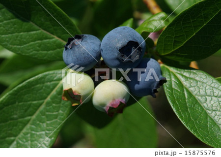 ブルーベリー 15875576