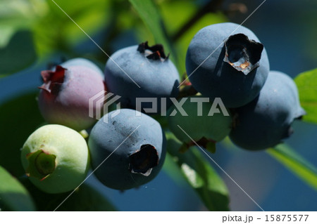 ブルーベリー 15875577