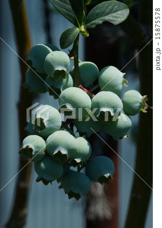 ブルーベリー ブルーベリー 15875578