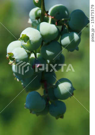 ブルーベリー 15875579