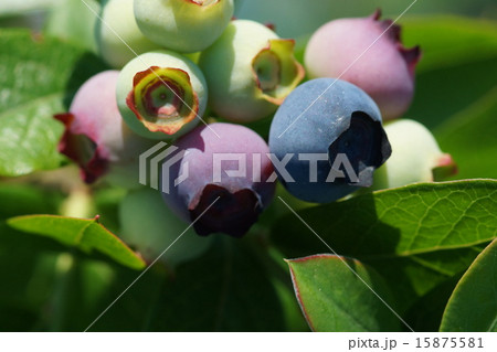 ブルーベリー 15875581