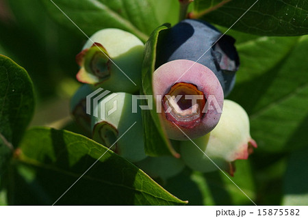 ブルーベリー 15875582