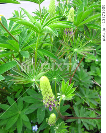 ルピナス　ノボリフジ 15875609