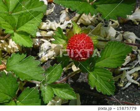 蛇イチゴ 駒ヶ根高原の写真素材