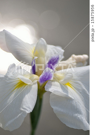 菖蒲、花、植物 15875956