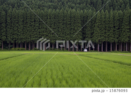 飫肥杉と田植え 飫肥杉と田植え 15876093