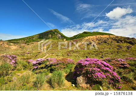 霧島連山えびの高原に咲き誇るミヤマキリシマと韓国岳(からくに岳) 霧島連山えびの高原に咲き誇るミヤマキリシマと韓国岳(からくに岳) 15876138