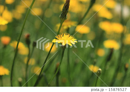 タンポポモドキの花畑 15876527