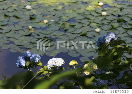 あじさい あじさい 15876539
