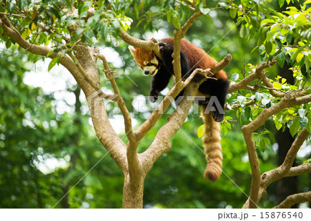 木の上のレッサーパンダ 15876540