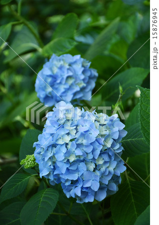 城北公園菖蒲園の紫陽花 城北公園菖蒲園の紫陽花 15876945