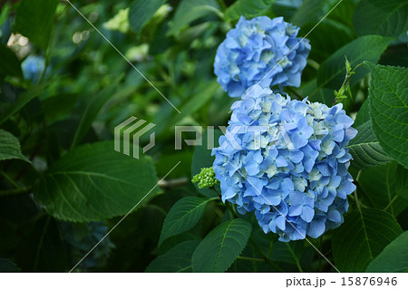 城北公園菖蒲園の紫陽花 15876946