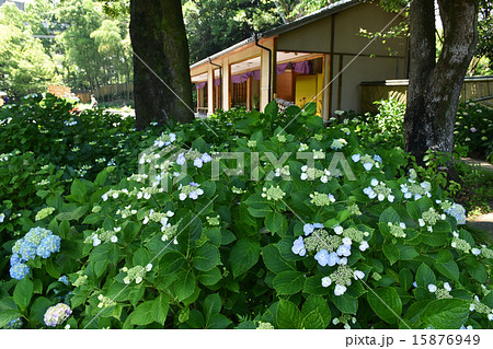城北公園菖蒲園の紫陽花 15876949