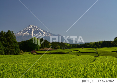 茶畑と富士山 15876962